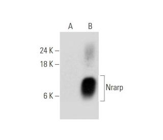 Nrarp Antibody (C-12) - Western Blotting - Image 333717