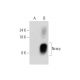 Nrarp Antibody (C-12) - Western Blotting - Image 333717