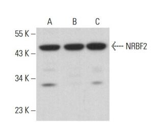 NRBF2 Antibody (D-3) - Western Blotting - Image 376298 