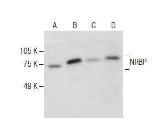 NRBP Antibody (C-1) - Western Blotting - Image 286036 
