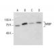 NRBP Antibody (C-1) - Western Blotting - Image 286036 