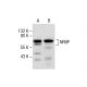 NRBP Antibody (C-1) - Western Blotting - Image 287840 