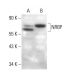 NRBP Antibody (C-1) - Western Blotting - Image 376200