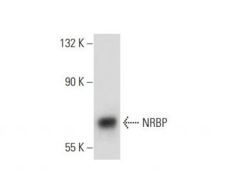 NRBP Antibody (X-13) - Western Blotting - Image 133493 