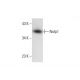 Nrdp1 Antibody (A-6) - Western Blotting - Image 143388