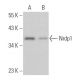 Nrdp1 Antibody (A-6) - Western Blotting - Image 368404 