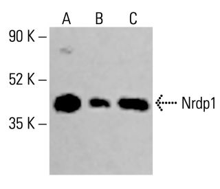 Nrdp1 Antibody (A-6) - Western Blotting - Image 414375 