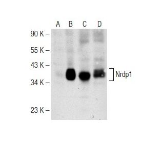 Nrdp1 Antibody (B-8) - Western Blotting - Image 148795 
