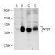 Nrdp1 Antibody (B-8) - Western Blotting - Image 148795 