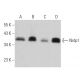 Nrdp1 Antibody (B-8) - Western Blotting - Image 363022
