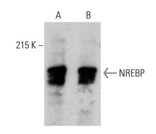 NREBP Antibody (C-10) - Western Blotting - Image 388024 