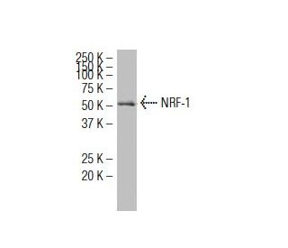 western blotting image from recommended NRF-1 (147.1) monoclonal antibody replacement. Image 34464