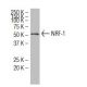western blotting image from recommended NRF-1 (147.1) monoclonal antibody replacement. Image 34464