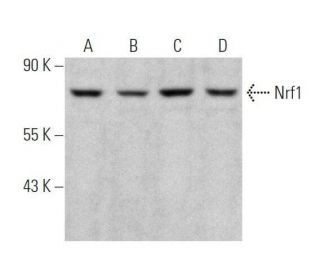 western blotting image from recommended Nrf1 (G-5) monoclonal antibody replacement. Image 355276