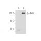 Nrf1 Antibody (E-4) - Western Blotting - Image 147440