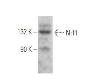 Nrf1 Antibody (E-4) - Western Blotting - Image 355275 