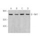 western blotting image from recommended Nrf1 (G-5) monoclonal antibody replacement. Image 355276