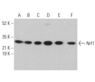 Nrf1 Antibody (H-4) - Western Blotting - Image 359368 