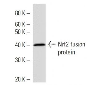 Nrf2 Antibody (437C2a) - Western Blotting - Image 16723
