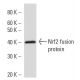 Nrf2 Antibody (437C2a) - Western Blotting - Image 16723