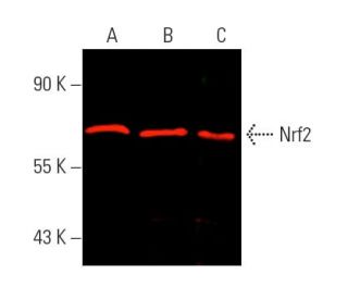 Nrf2 Antibody (A-10) - Western Blotting - Image 389517 