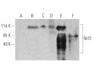 Nrf2 Antibody (H-10) - Western Blotting - Image 388801 