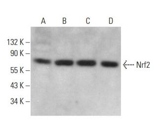 western blotting image from recommended Nrf2 (A-10) monoclonal antibody replacement. Image 376608