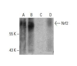 Nrf2 Antibody (H-6) - Western Blotting - Image 387573 