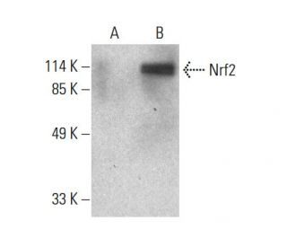 Nrf2 Antibody (H-6) - Western Blotting - Image 387959 