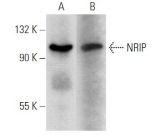 NRIP Antibody (B-11) - Western Blotting - Image 354289 