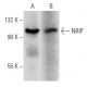 NRIP Antibody (B-11) - Western Blotting - Image 354289 