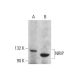 NRIP Antibody (B-11) - Western Blotting - Image 378497