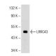 NRK Whole Cell Lysate: sc-364197. Western blot analysis of LRRC43...