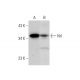Nrl Antibody (A-6) - Western Blotting - Image 300493