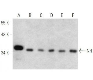 Nrl Antibody (A-6) - Western Blotting - Image 358600 