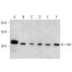 Nrl Antibody (A-6) - Western Blotting - Image 358600 