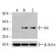 Nrl Antibody (A-6) - Western Blotting - Image 415364