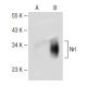 Nrl Antibody (F-2) - Western Blotting - Image 149636