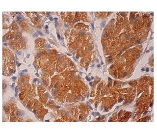Nrl Antibody (G-6) - Immunohistochemistry - Image 281913