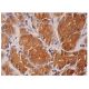Nrl Antibody (G-6) - Immunohistochemistry - Image 281913