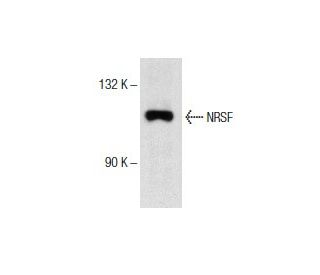 western blotting image from recommended NRSF (F-3) monoclonal antibody replacement. Image 154142