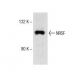 western blotting image from recommended NRSF (F-3) monoclonal antibody replacement. Image 154142