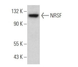 NRSF Antibody (F-3) - Western Blotting - Image 361079