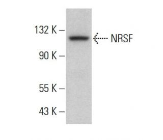 NRSF Antibody (F-3) - Western Blotting - Image 378739