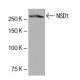 NSD1 Antibody (K47) - Western Blotting - Image 53970