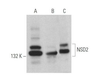 NSD2 Antibody (G-12): sc-365627