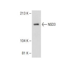 NSD3 Antibody (H-8) - Western Blotting - Image 148632 