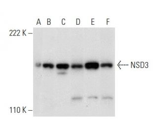 NSD3 Antibody (E-3) - Western Blotting - Image 301470