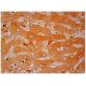NSDHL Antibody (B-5) - Immunohistochemistry - Image 304618 