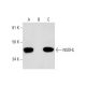 NSDHL Antibody (B-5) - Western Blotting - Image 291880 